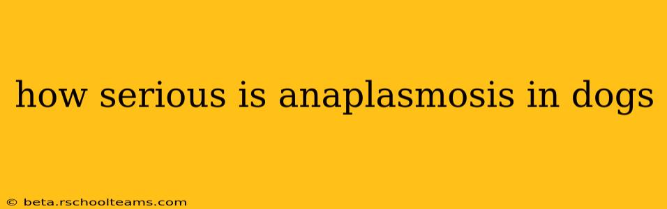 how serious is anaplasmosis in dogs