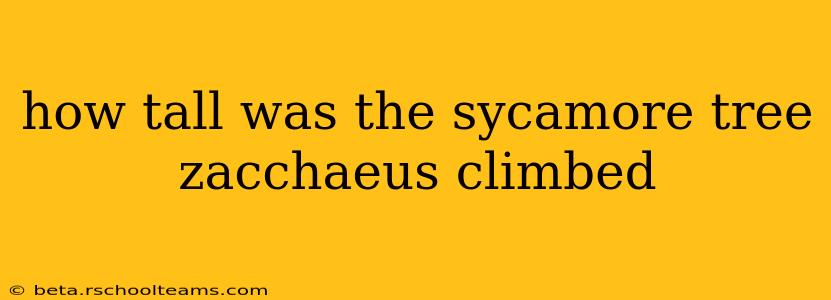 how tall was the sycamore tree zacchaeus climbed