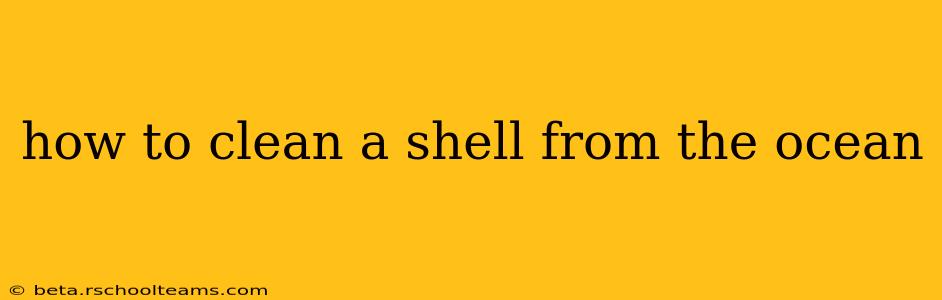 how to clean a shell from the ocean