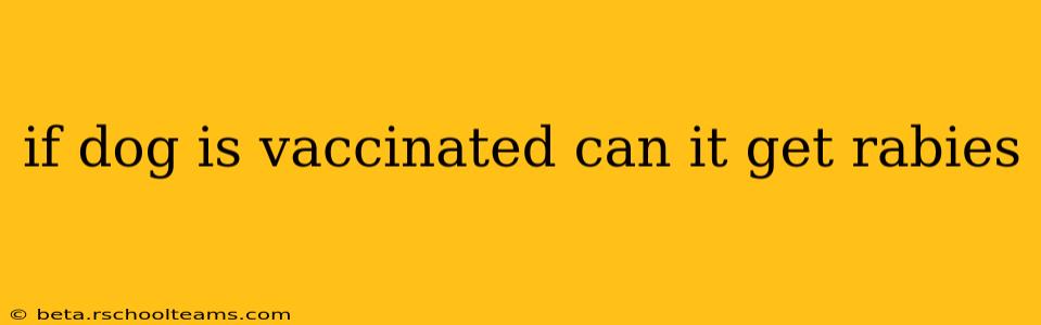 if dog is vaccinated can it get rabies