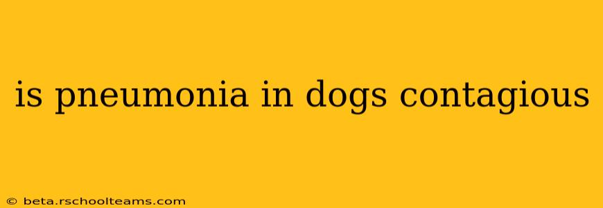 is pneumonia in dogs contagious