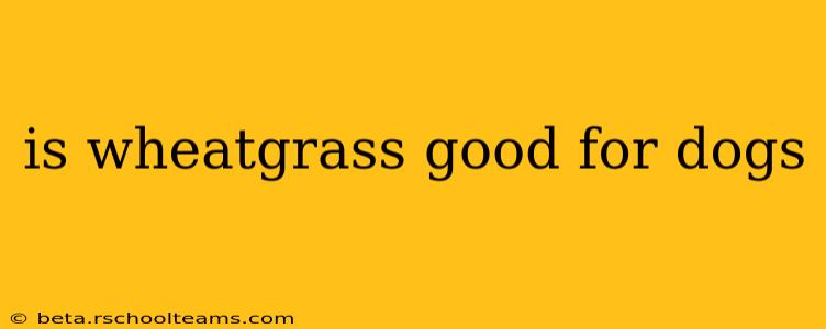 is wheatgrass good for dogs