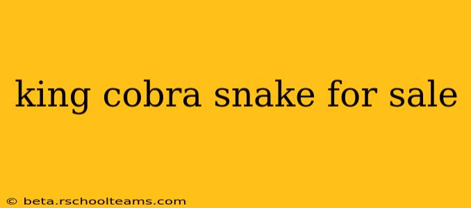king cobra snake for sale