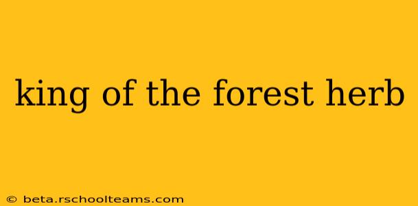 king of the forest herb