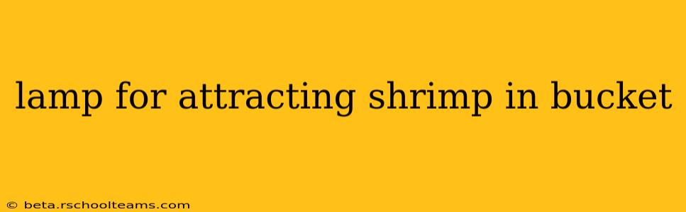 lamp for attracting shrimp in bucket