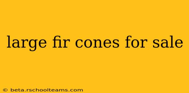 large fir cones for sale