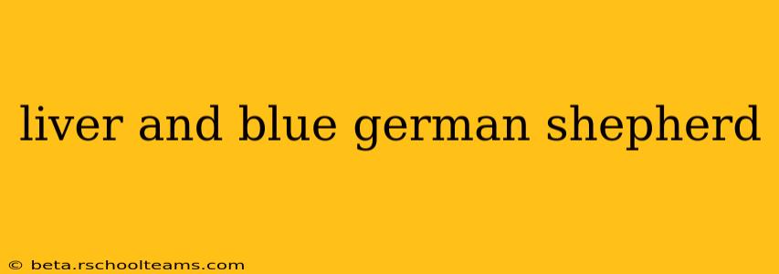 liver and blue german shepherd