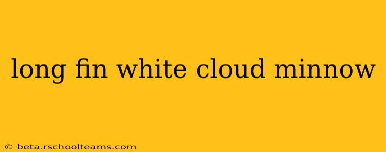 long fin white cloud minnow