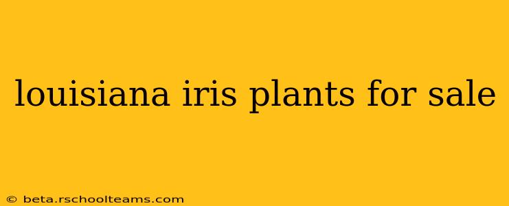 louisiana iris plants for sale