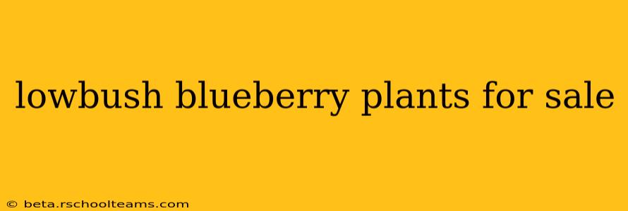 lowbush blueberry plants for sale