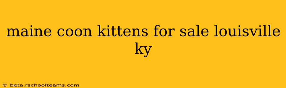 maine coon kittens for sale louisville ky