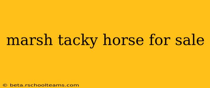 marsh tacky horse for sale