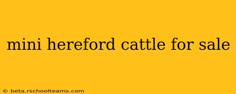 mini hereford cattle for sale