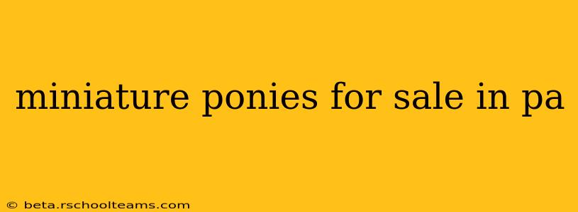 miniature ponies for sale in pa