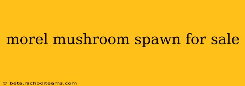 morel mushroom spawn for sale