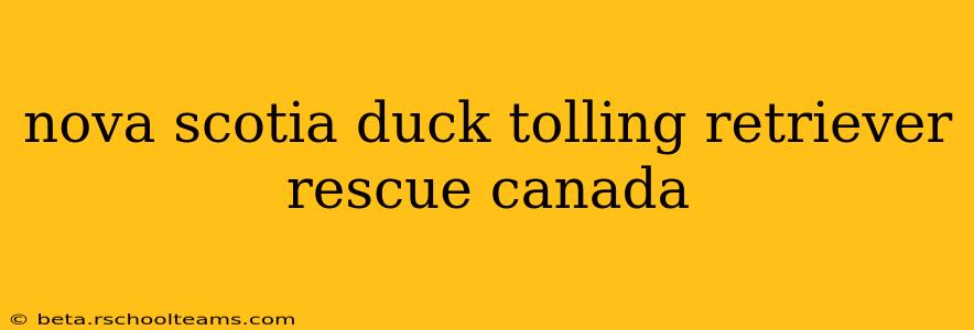 nova scotia duck tolling retriever rescue canada