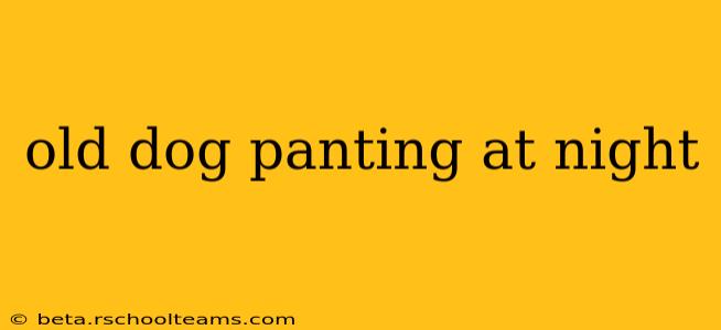 old dog panting at night