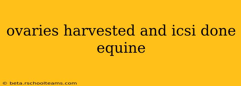 ovaries harvested and icsi done equine