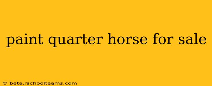 paint quarter horse for sale