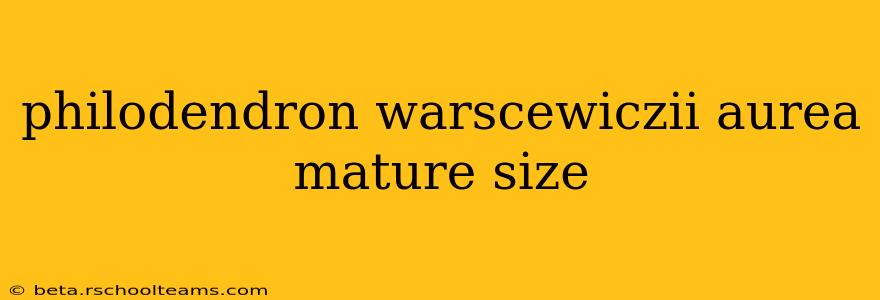philodendron warscewiczii aurea mature size