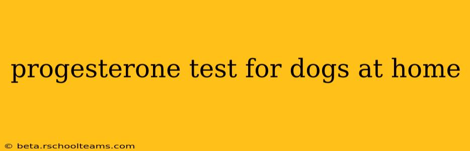 progesterone test for dogs at home