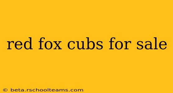 red fox cubs for sale