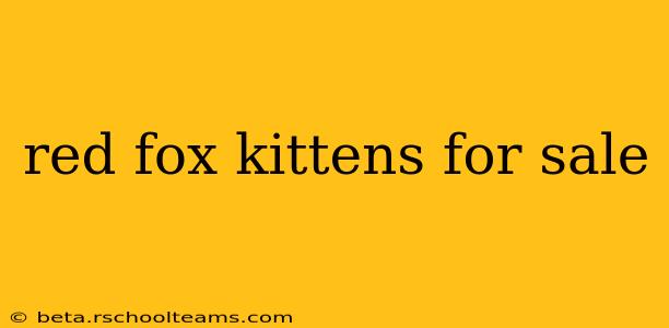 red fox kittens for sale