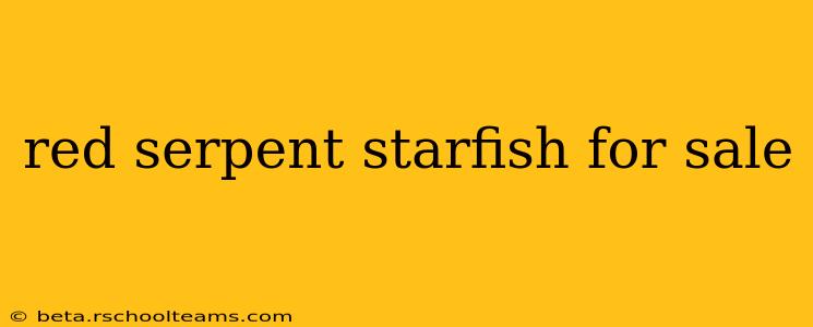 red serpent starfish for sale