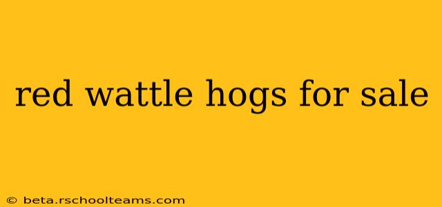 red wattle hogs for sale