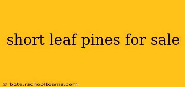 short leaf pines for sale
