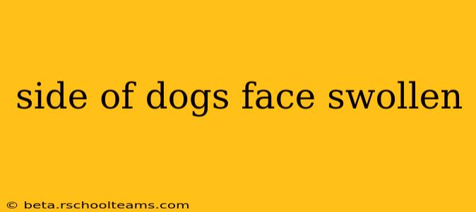 side of dogs face swollen