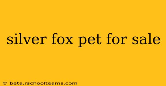 silver fox pet for sale