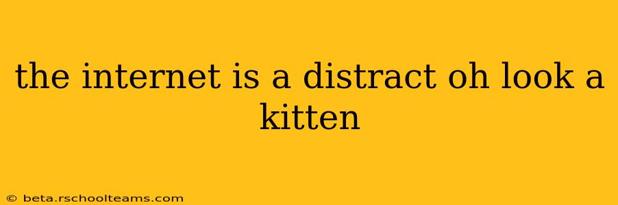 the internet is a distract oh look a kitten