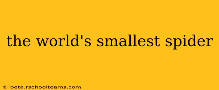 the world's smallest spider