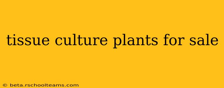 tissue culture plants for sale