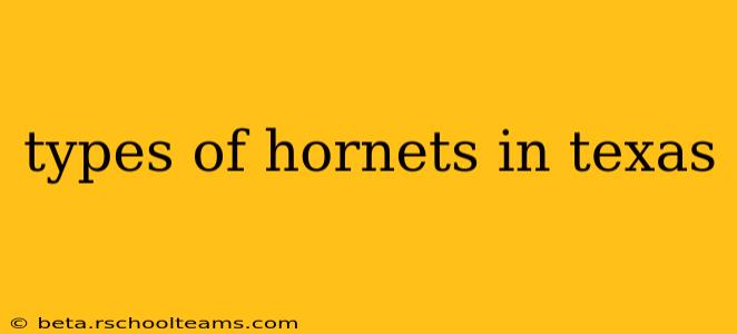 types of hornets in texas
