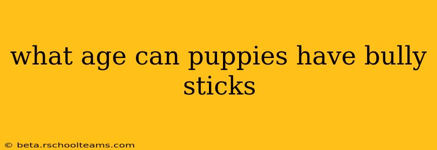 what age can puppies have bully sticks