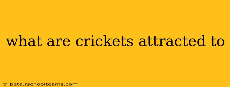 what are crickets attracted to