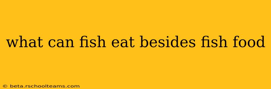 what can fish eat besides fish food