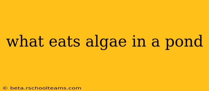 what eats algae in a pond