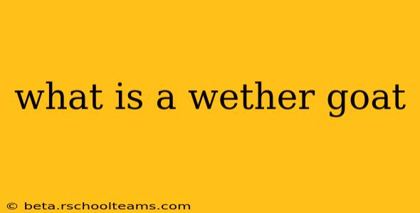what is a wether goat