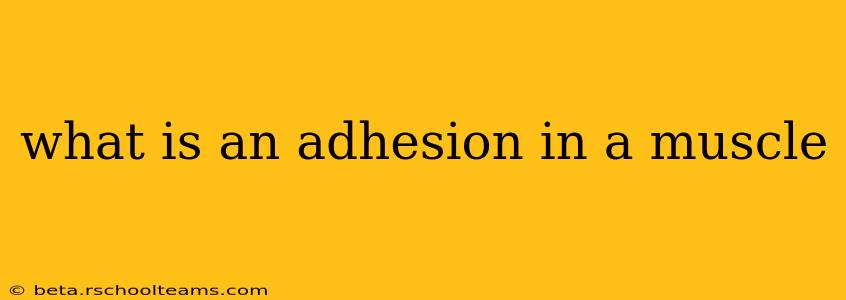 what is an adhesion in a muscle