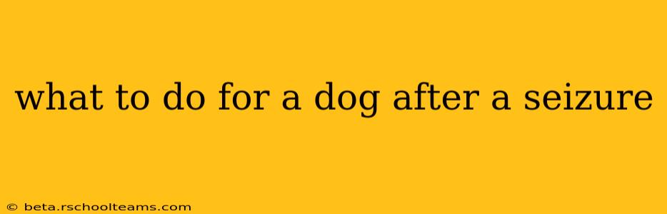 what to do for a dog after a seizure