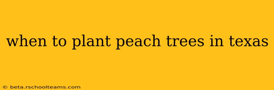 when to plant peach trees in texas