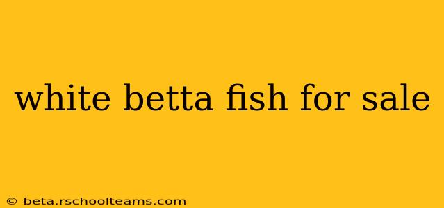white betta fish for sale