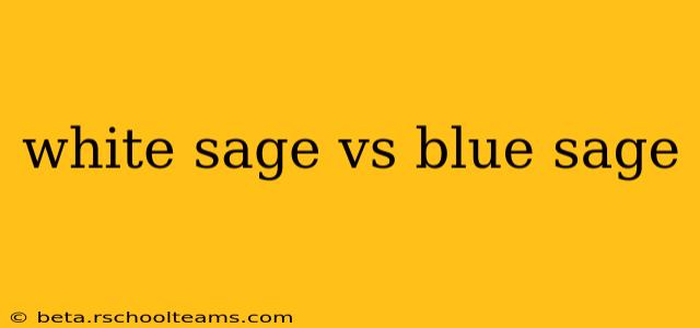 white sage vs blue sage