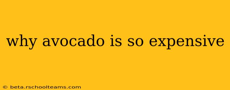 why avocado is so expensive