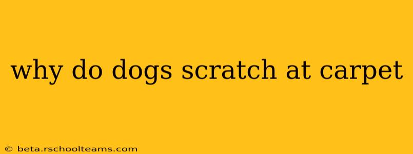 why do dogs scratch at carpet