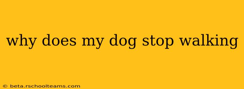why does my dog stop walking