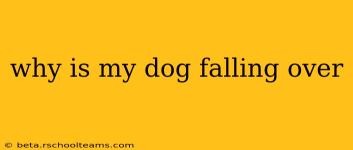 why is my dog falling over